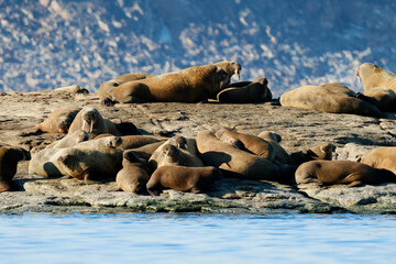Walruses at the Seven Islands in the Svalbard Archipelago