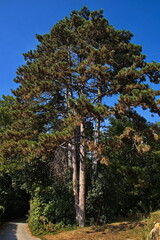 Fototapeta premium Giant pine tree at the hiking track from Katzelsdorf to Eichbüchl, Lower Austria,Austria, Europe 