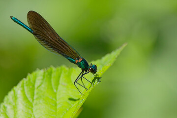 Beautiful Demoiselle (Calopteryx virgo), male perched on a leaf, Pentewan Valley, Cornwall, UK.
