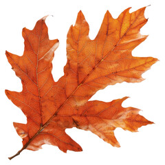 Obraz premium Vibrant autumn oak leaf closeup