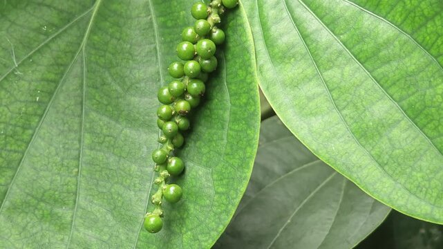 pepper corn on tree