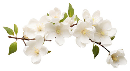 PNG Delicate white flowers on branch