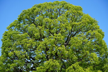 青空に映える大きなクスノキ
