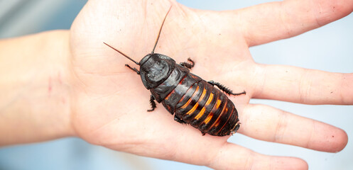 Madagascar Hissing Cockroach. A cockroach sits on a man's hand close-up. Exotic pet, tropical insect.