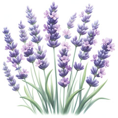 Fototapeta premium Watercolor Lavender Bouquet 