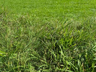 green grass background