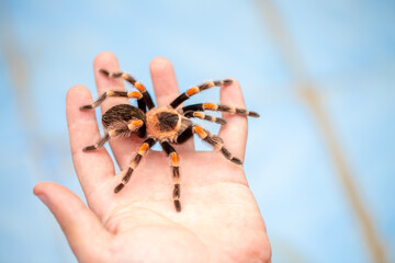 Tarantula spider on a man's hand close up. Tarantula spider as a pet.