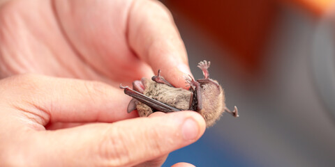 Bat in the hands of a man in a veterinary clinic. A doctor checks the health of a bat.