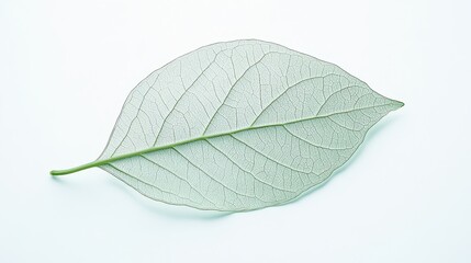 Obraz premium A delicate, translucent leaf showcasing its intricate vein structure against a light background.