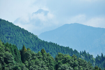 Fototapeta premium landscape with trees and clouds