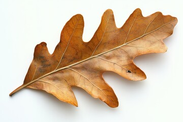 Fototapeta premium A dried oak leaf displayed on a light background, showcasing its intricate veins and texture.