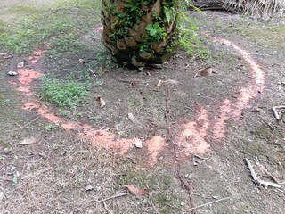 A right way to put fertilizer for palm oil tree, around it palm oil trees in a plantation in Malaysia
