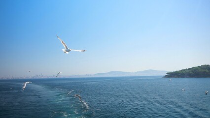 Flock of seagulls flying over the sea and following the ferry on sunny summer day in a clear blue sky. Green hill on the coast of Princes Islands in the background 