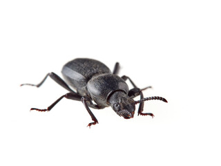 Black beetle on a white background. Scaurus uncinus beetle.
