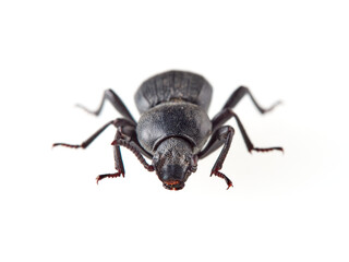 Black beetle on a white background. Scaurus uncinus beetle.