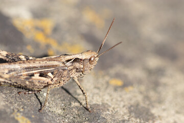 Heuschrecke Acrotylus lingipes