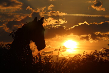 Horse in Sunset