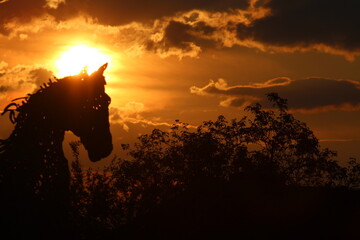 Horse in Sunset