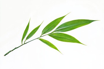 Obraz premium A green bamboo leaf branch with long, slender leaves on a white background.