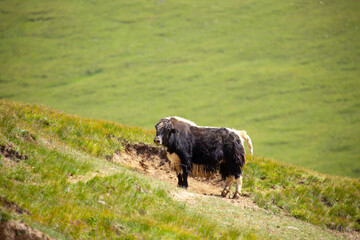 A herd of yaks graze in the mountains. Himalayan big yak in a beautiful landscape. Hairy cow cattle wild animal in nature in Tibet. Sunny summer day in the wild. Farm animal in Nepal and Tibet.