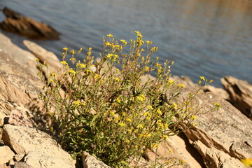 Wild flowers at the dam