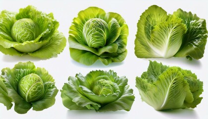 Set of Green Lettuce with leaves isolated on background