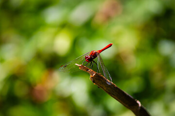 Blutrote Heidelibelle - Sympetrum sanguineum