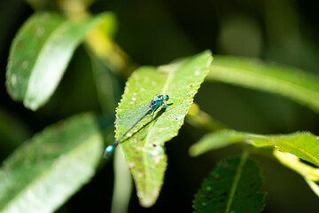 Schlanklibelle - Coenagrionidae