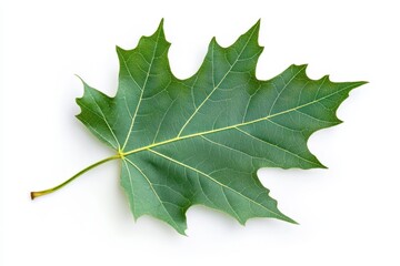Fototapeta premium A green maple leaf displayed on a white background, showcasing its intricate structure.