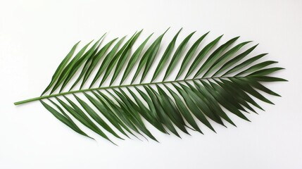 Fototapeta premium A green palm leaf arranged on a white background, showcasing its natural beauty.