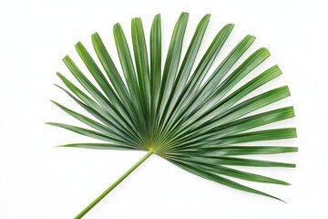 A green palm leaf displayed against a white background.