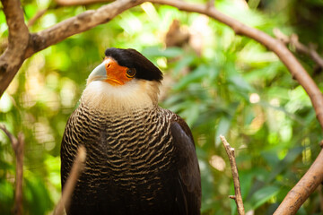 Crested caracara bird perched on branch in jungle