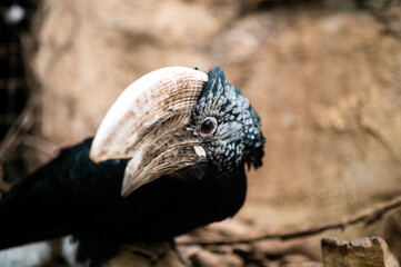 Black casqued hornbill bird perched on branch