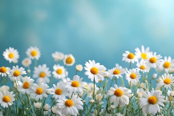 Obraz premium Daisies on white background. Flower background. Chamomile flowers on blue background