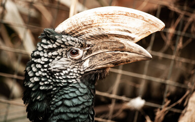 Silvery cheeked hornbill posing in a cage