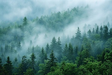 Misty forest at dawn, trees shrouded in a soft blanket of fog, serene and mysterious atmosphere, cool morning air, distant silhouettes of towering trees, gentle light filtering through the mist, quiet