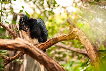 Silvery-cheeked hornbill preening its feathers on a branch