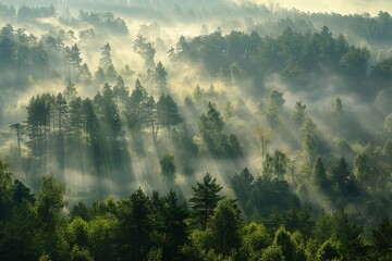 Misty forest at dawn, trees shrouded in a soft blanket of fog, serene and mysterious atmosphere, cool morning air, distant silhouettes of towering trees, gentle light filtering through the mist, quiet