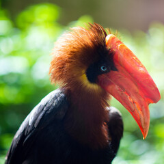Rufous hornbill posing with bright green foliage background