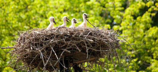Four young white stork chicks standing in nest waiting for food