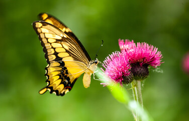Eastern tiger swallowtail butterfly pollinating pink thistle flower in summer