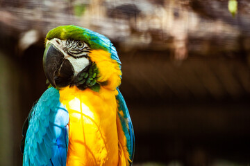 Blue and yellow macaw parrot posing for the camera