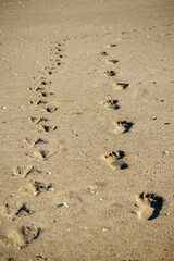 footprints and bird prints in the sand