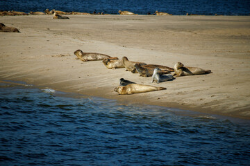 Sea lions on the beach