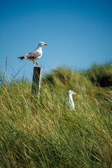 Seagulls in the dunes