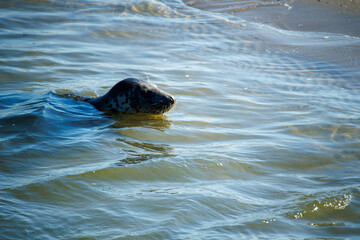 Seal in the Waddenzee