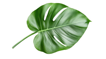 A leafy green plant with a long stem and a large leaf
