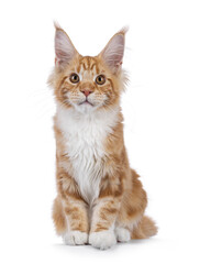 Adorable red with white Maine Coon cat, sitting up facing front. Looking straight to camera with sweet expression. Isolated on a white background.