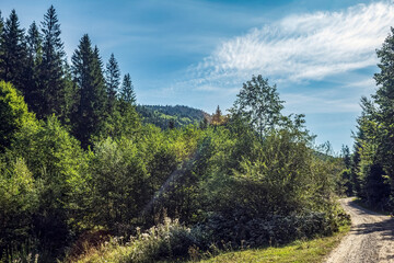 Landscapes -  Forest - Europe, Romania, Suceava region