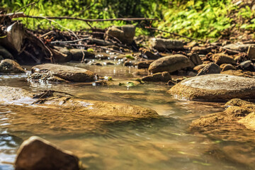 Landscapes -  Forest - Europe, Romania, Suceava region